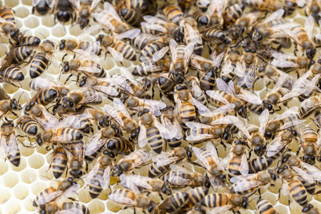 Honey bees background