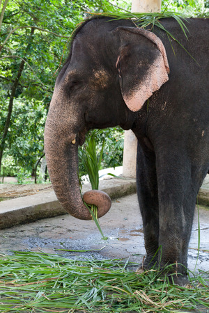 Indian elephant eating grassの写真素材