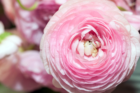 Blooming pink ranunculus flower