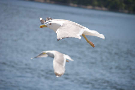 seagull in flight