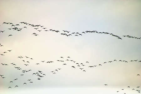 formation of birds in migration