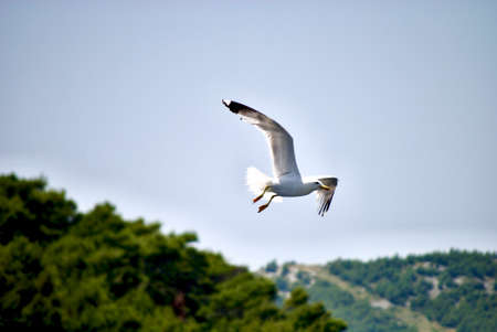seagull flying over the seaの写真素材