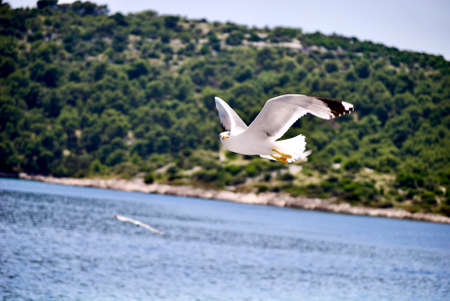 seagull flying over the seaの写真素材