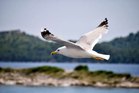 seagull flying over the sea