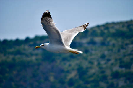 seagull flying over the sea