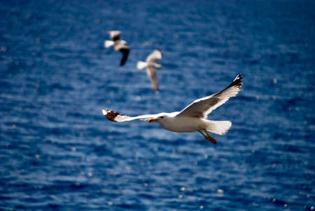 seagull flying over the sea