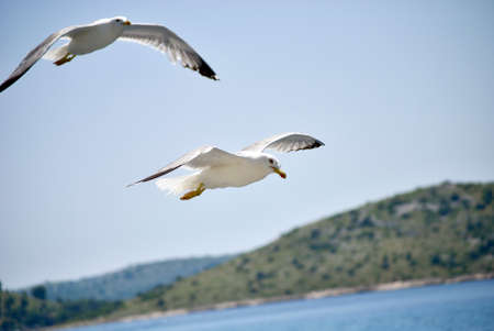 seagull flying over the seaの写真素材