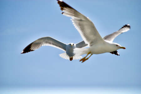 seagull flying over the sea