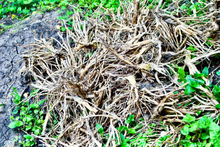 lot of roots waste was abbandonate into a park in Timisoara