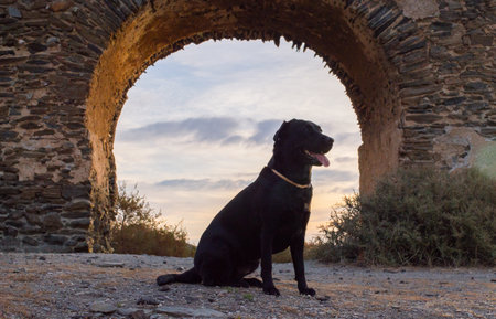 Black Labrador Retriever dog sitting in a stone arch at sunsetの写真素材