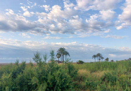 Beautiful landscape with palm trees and cloudy sky in the evening.の写真素材