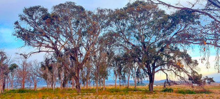 Eucalyptus trees in a field at sunset, Australiaの写真素材