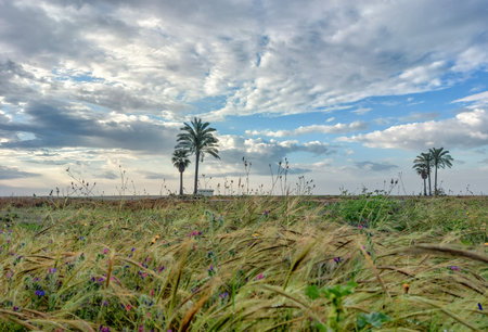 Palm trees in a field of wheat with blue sky and cloudsの写真素材