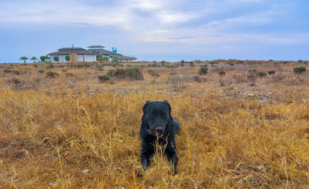 Black dog on the background of a house in the steppe.