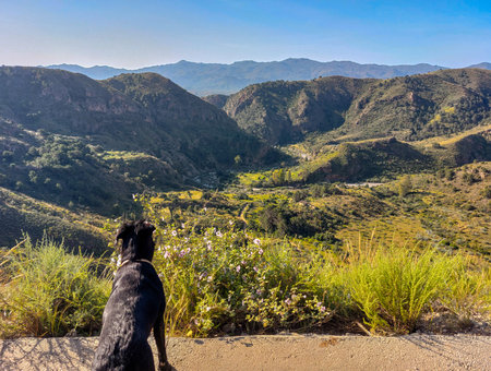 Black Labrador Retriever on the top of a mountain in Californiaの写真素材