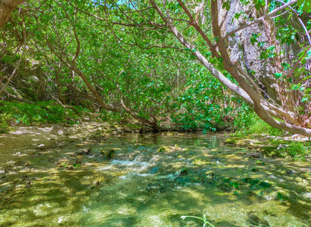 Mangrove forest and stream in Krabi, Thailand.の写真素材