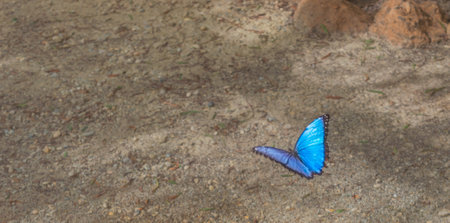 Butterfly on the ground. Blue morpho butterfly on the ground.