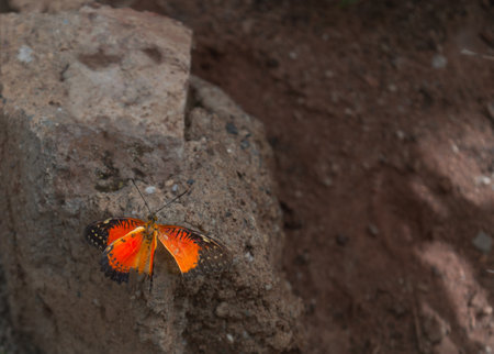 Butterfly on a rock in the forest,Thailand.の写真素材