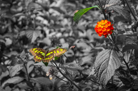 Butterfly on orange flower in garden. Black and white.