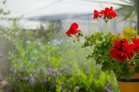 Red geranium flowers in a pot in a greenhouse with a blurred backgroundの写真素材