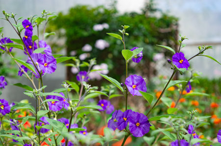 Purple flowers with green leaves in the garden, stock image.の写真素材