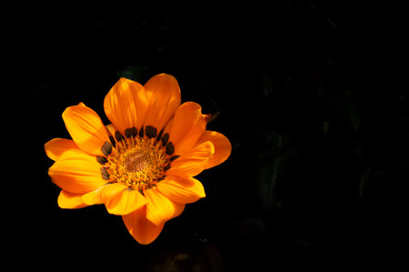 Orange flower on a black background with copy space for your text.の写真素材