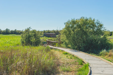 Wooden walkway in a meadow with trees on the horizonの写真素材