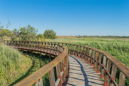 Wooden walkway in the field on a background of blue skyの写真素材