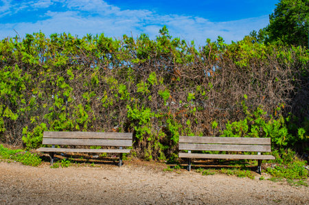 Wooden bench in the park on a background of green bushes.の写真素材