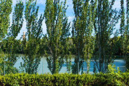 Landscape with lake and trees in the park on a sunny dayの写真素材
