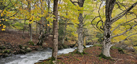 Autumn landscape with a small river and beech trees in the forest