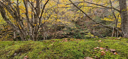 Autumn forest landscape with yellow leaves and green moss on the ground
