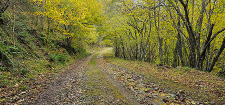 autumn road in the forest. panoramic view of autumn forest