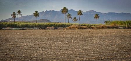 Palm trees in the middle of a cultivated field with mountains in the background