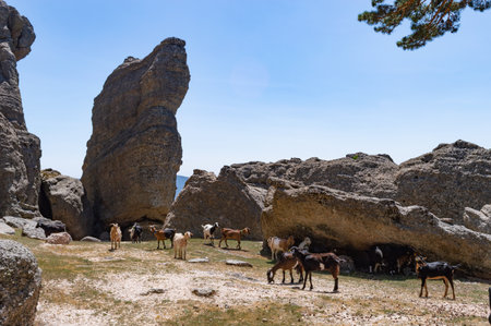 Herd of goats grazing in the mountains.