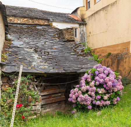 Old house with hydrangea flowers in the village of Sighisoara, Romania