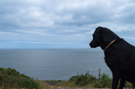 A black labrador standing in front of the ocean on a cloudy dayの写真素材