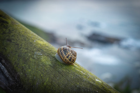 Snail crawling on a branch on a blurred background of the seaの写真素材
