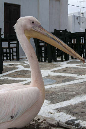 Image from Mykonos, Cyclades, Greeceの写真素材