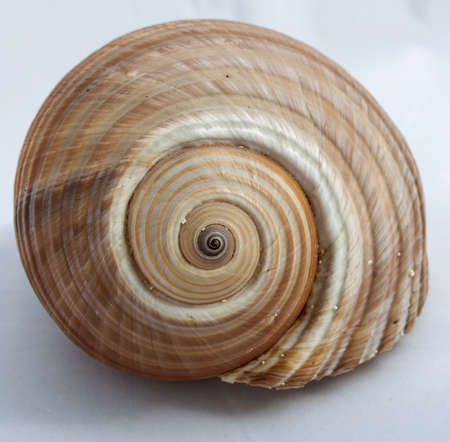 Image of closeup of marine shell 