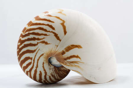 Image of isolated nautilus on white backgroundの写真素材