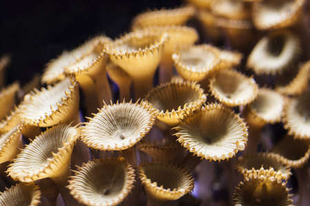 Image of some coral polyps at  reef aquariumの写真素材