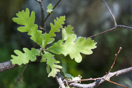 Image of some oak leaves