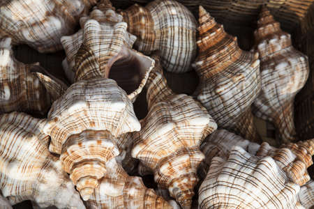 Marine shells at street shop , Spainの写真素材