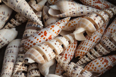 Marine shells at street shop , Spain
