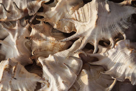 Marine shells at street shop , Spainの写真素材