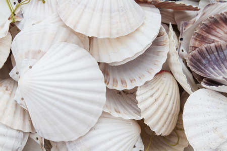 Marine shells at street shop , Spainの写真素材