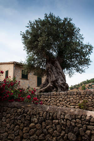 View of Soller,Majorca,Spainの写真素材