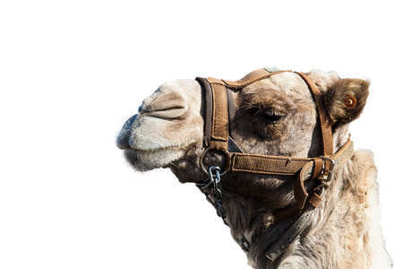 Close-up of a camel on a white backgroundの写真素材