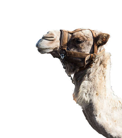 Close-up of a camel on a white backgroundの写真素材